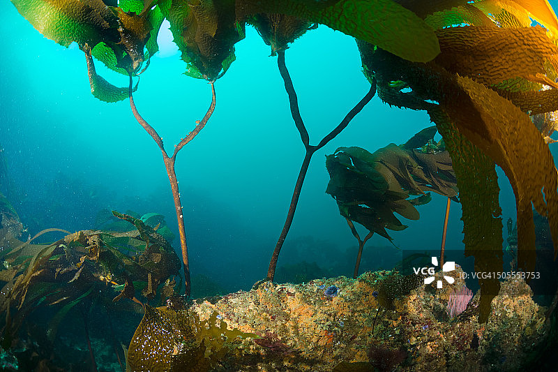 海带森林图片素材