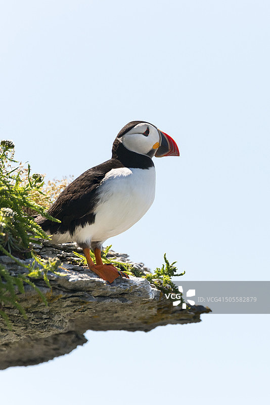 角嘴海雀图片素材