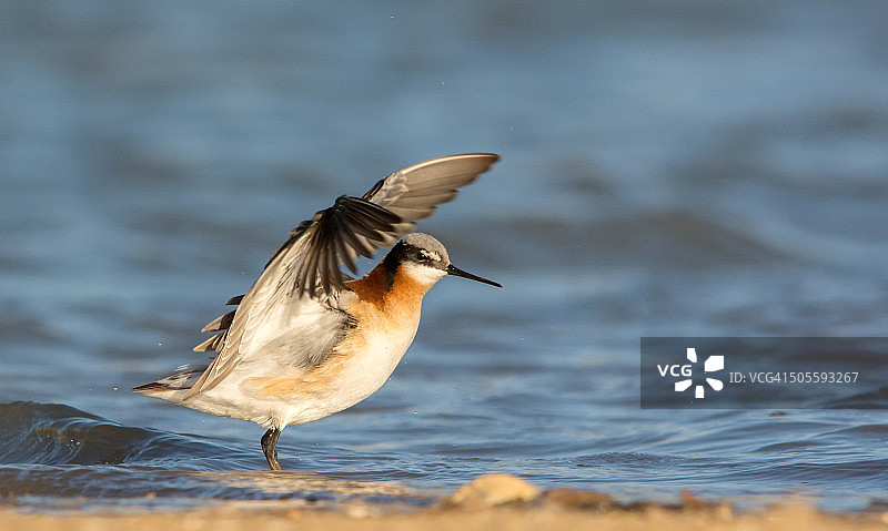 威氏瓣蹼鹬图片素材