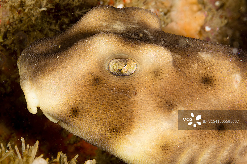 幼年角鲨的眼睛图片素材