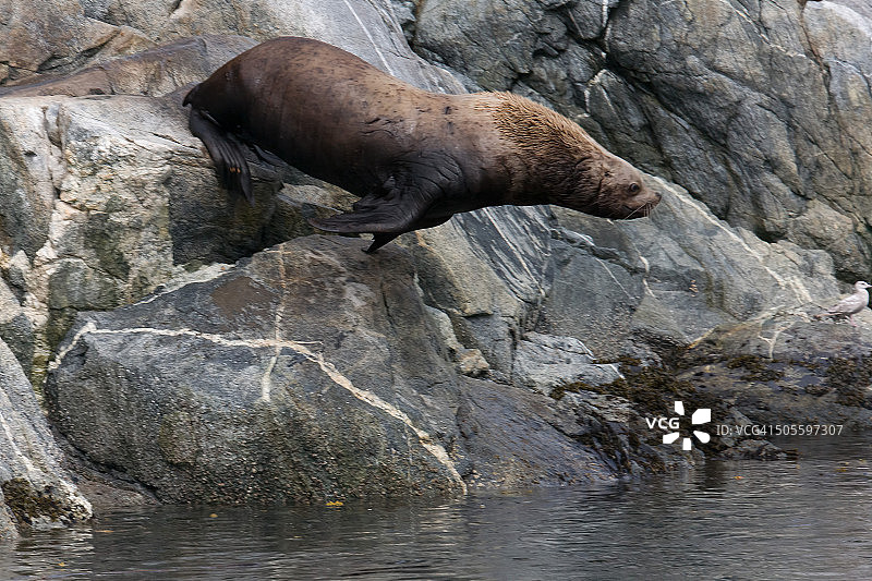 海狮飞跃图片素材