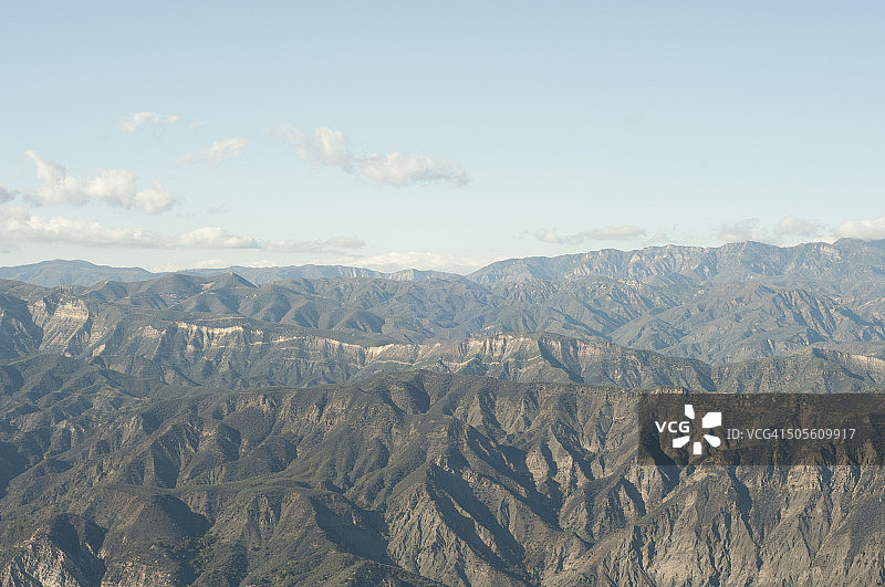 松树与松果树脂图片素材