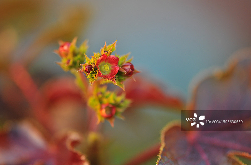 麻疯树（野生灌木）图片素材