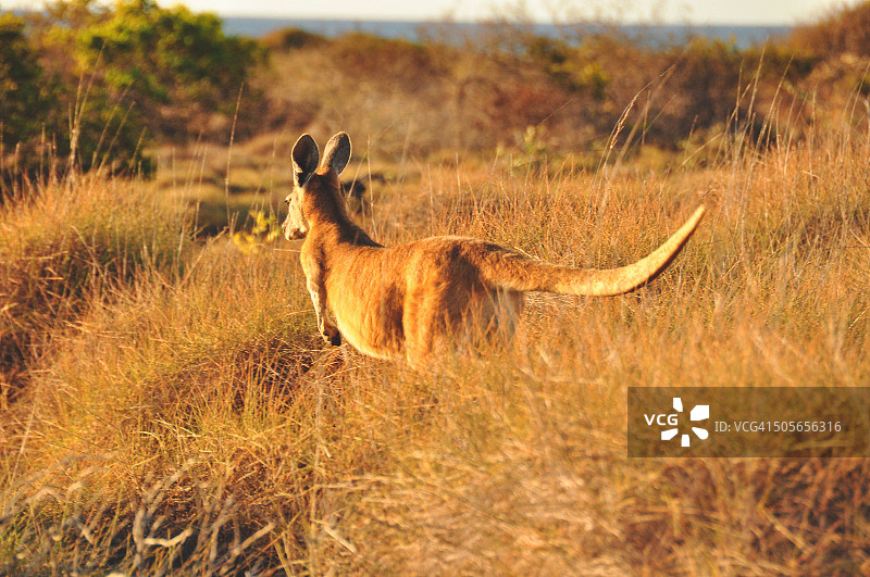 开普山脉的袋鼠图片素材