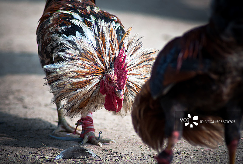 斗鸡图片素材