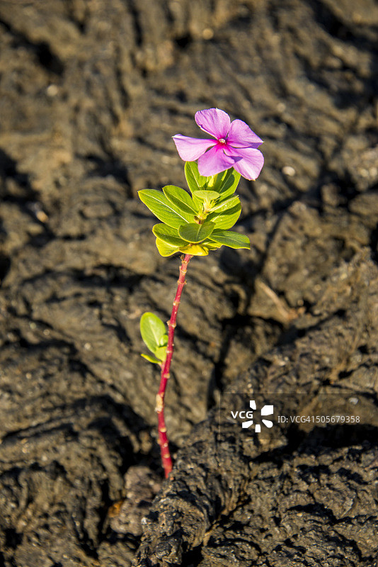 加拉帕戈斯熔岩上的花朵图片素材