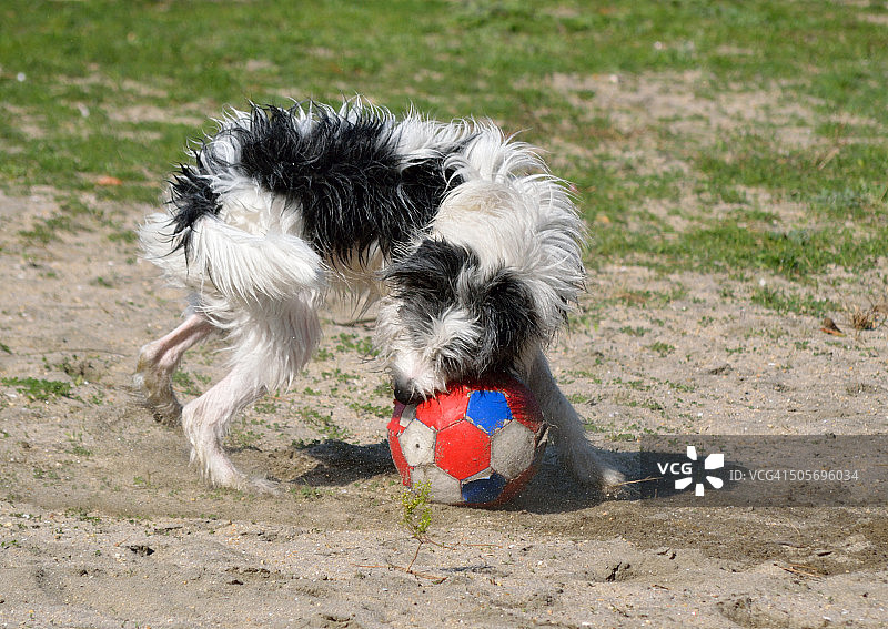 在海滩上玩耍的狗图片素材