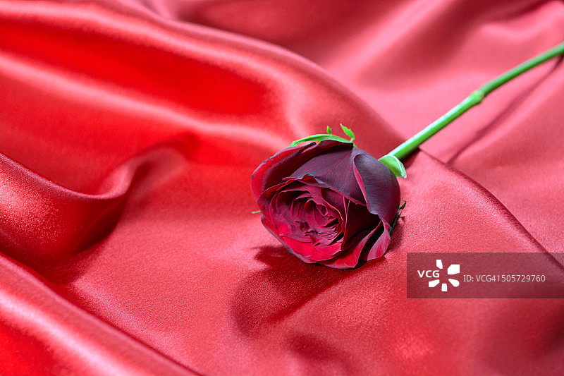 红玫瑰图片素材