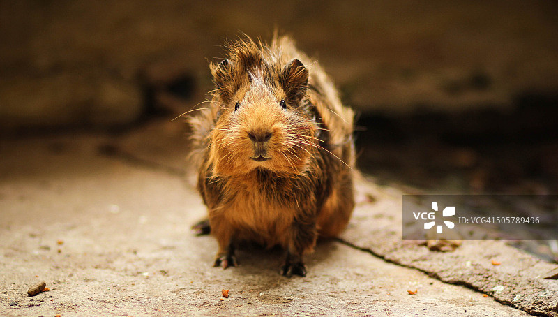 可爱豚鼠图片素材