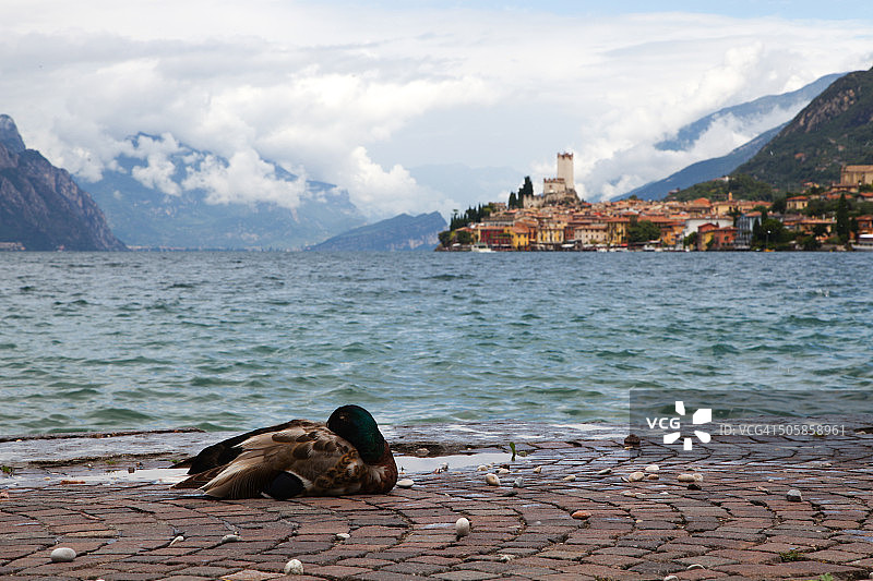 马尔切西内的鸭子图片素材
