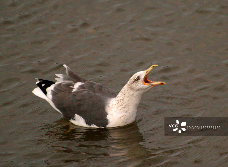 小黑背鸥图片素材