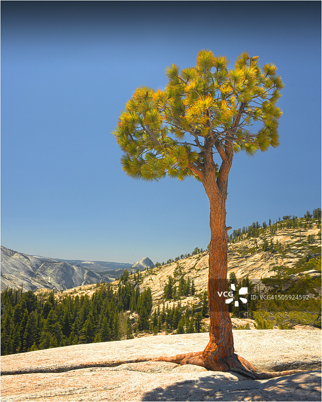 美国加利福尼亚州约塞米蒂国家公园奥姆斯特德点的孤松图片素材