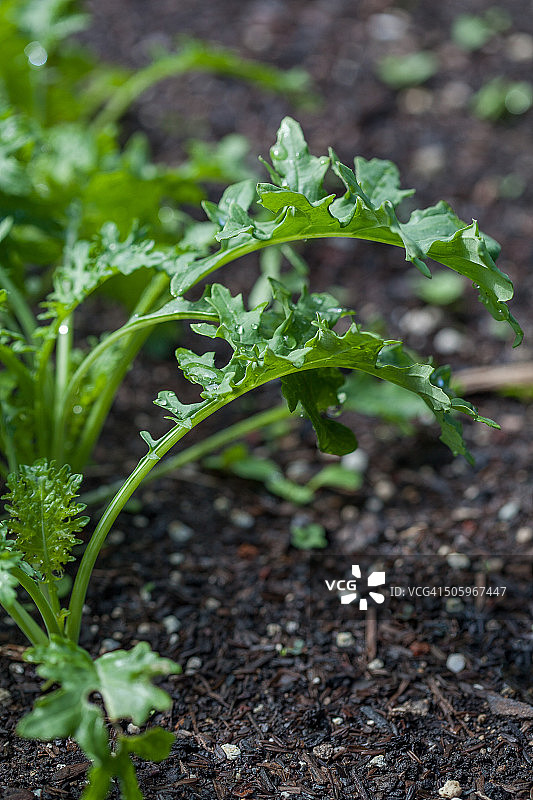 城市园艺图片素材