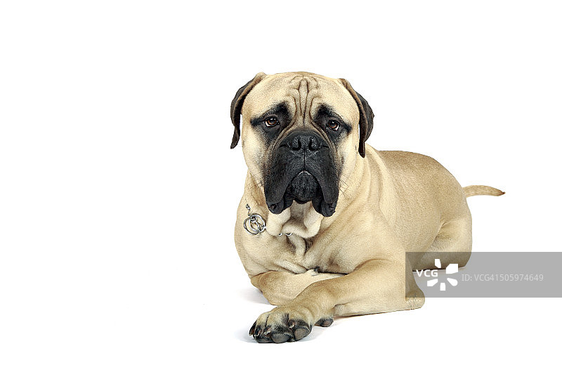 斗牛獒犬图片素材