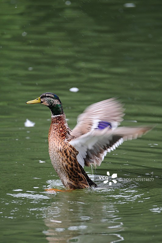 野鸭(Anas platyrhynchos)图片素材