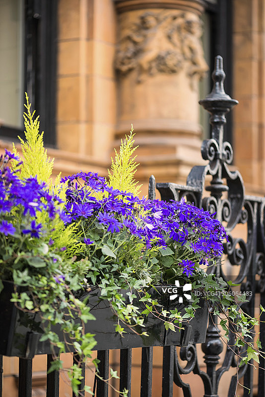 办公楼外的花盆里的紫色花朵图片素材