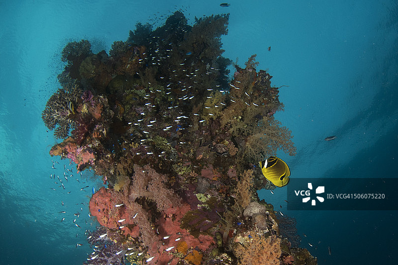 Sankisan Maru 上的海洋生物图片素材