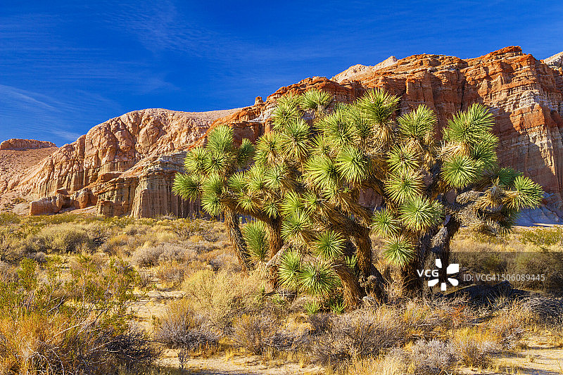 加利福尼亚州红岩峡谷州立公园图片素材