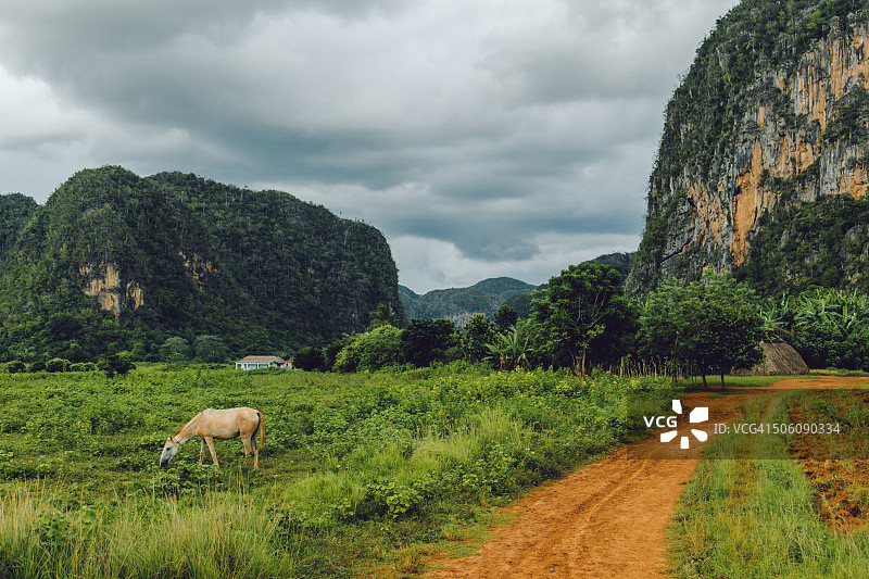 古巴比尼亚莱斯山谷牧场上的马图片素材