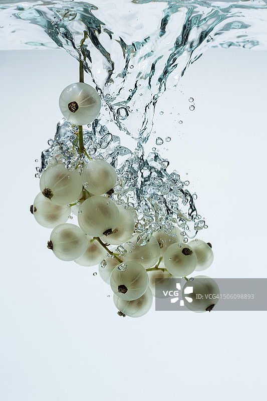 白醋栗图片素材