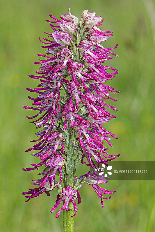 伯氏红门兰图片素材