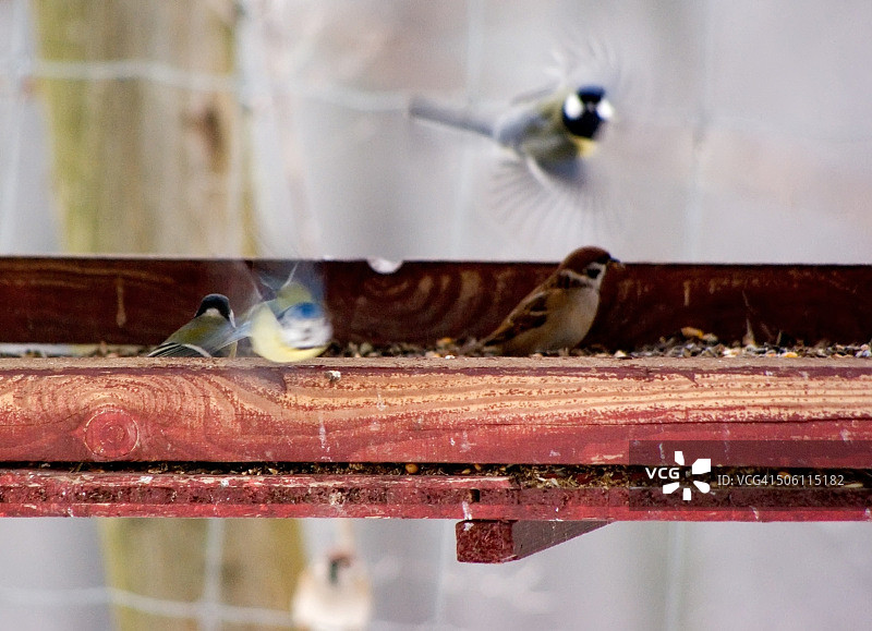繁忙的喂鸟器图片素材