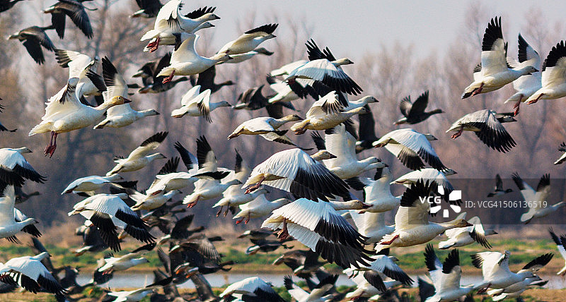 迁徙的雪雁起飞图片素材