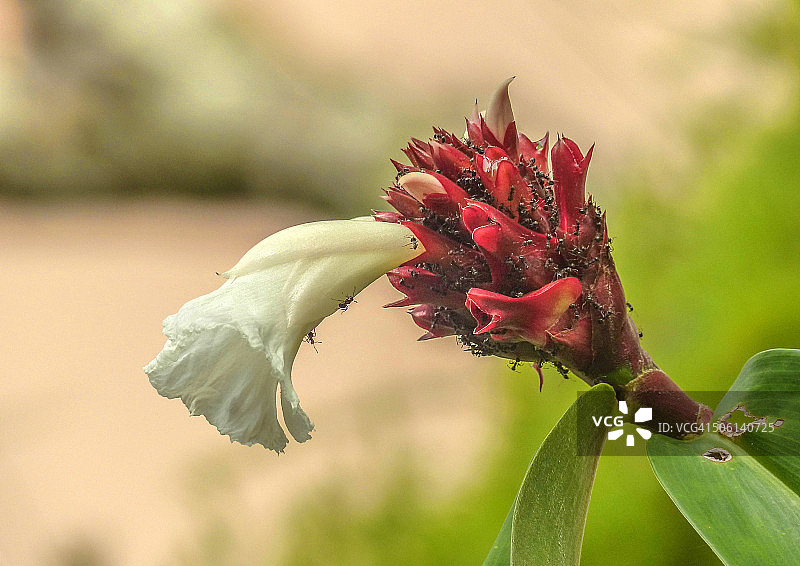 盛开的姜花和蚂蚁图片素材