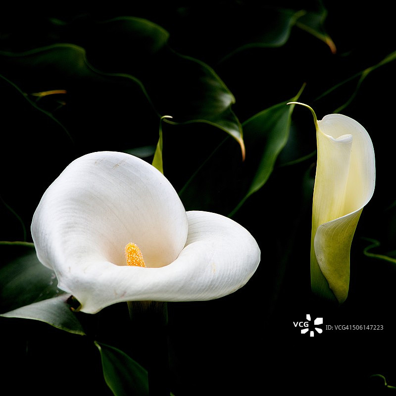 马蹄莲图片素材