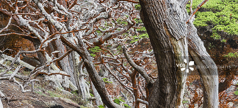 海岸森林图片素材