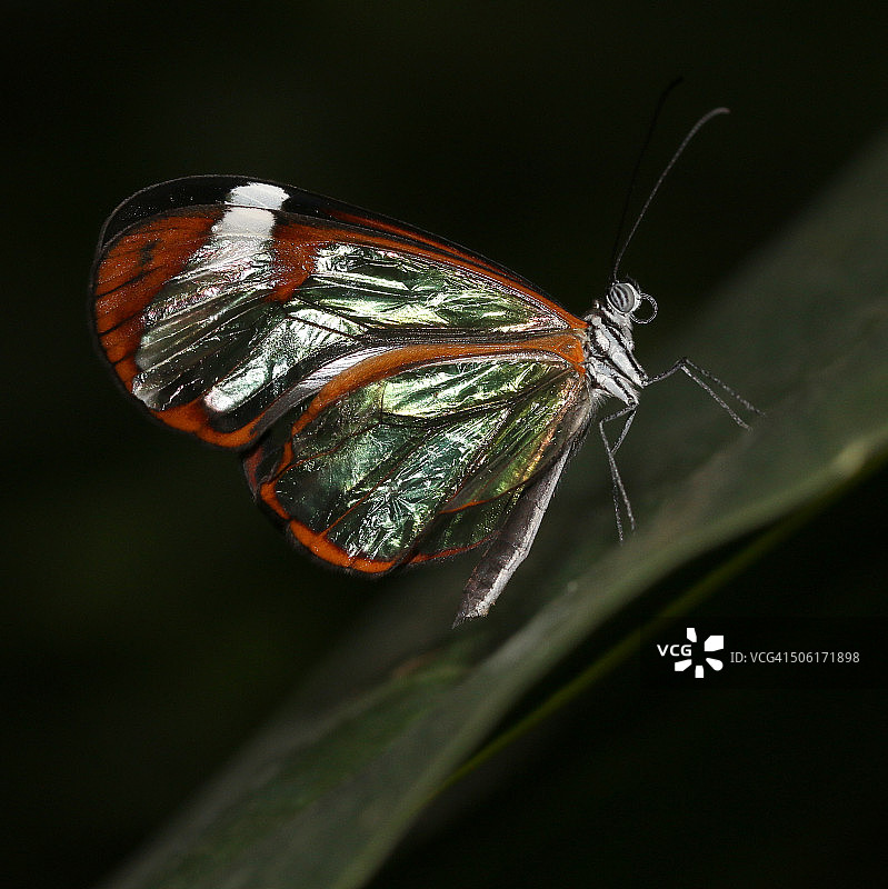 玻璃翼蝴蝶（透翅蝶）图片素材