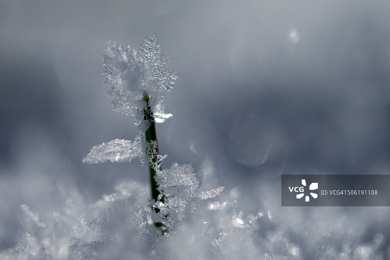草茎上的霜图片素材