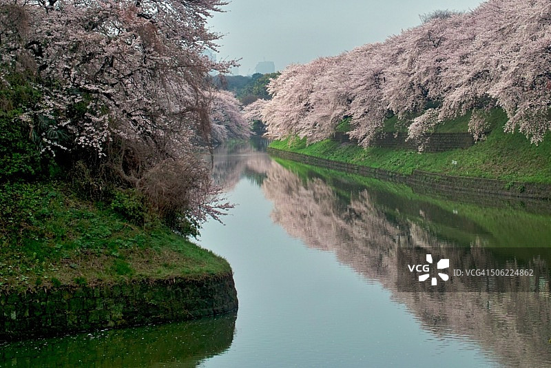 东京之春图片素材