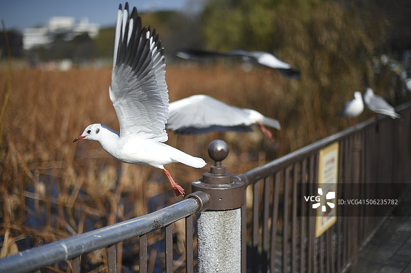 海鸥图片素材