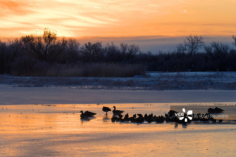加拿大鹅和美洲骨顶鸡在日出时分，位于新墨西哥州Bosque Del Apache国家野生动物保护区的冰冻池塘上图片素材