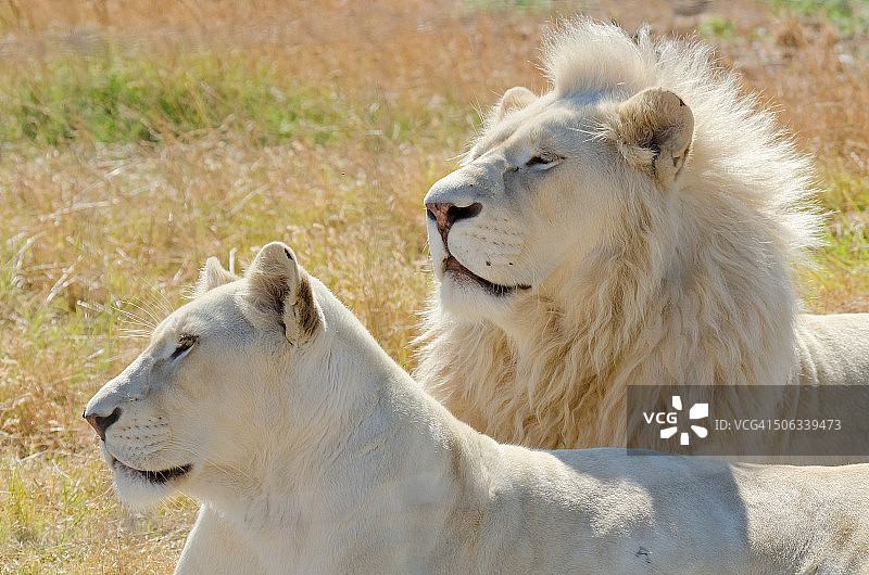 白色狮子图片素材