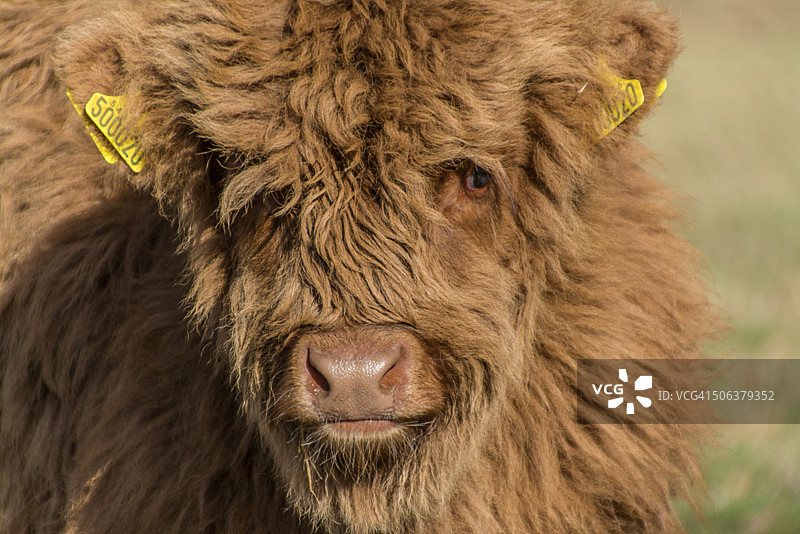 小高地牛图片素材