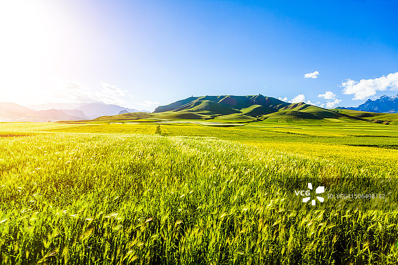 蓝天和阳光下的田野图片素材