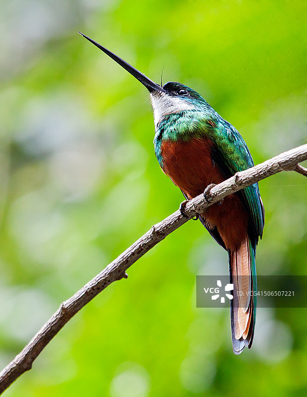 棕尾鵟翠鸟图片素材