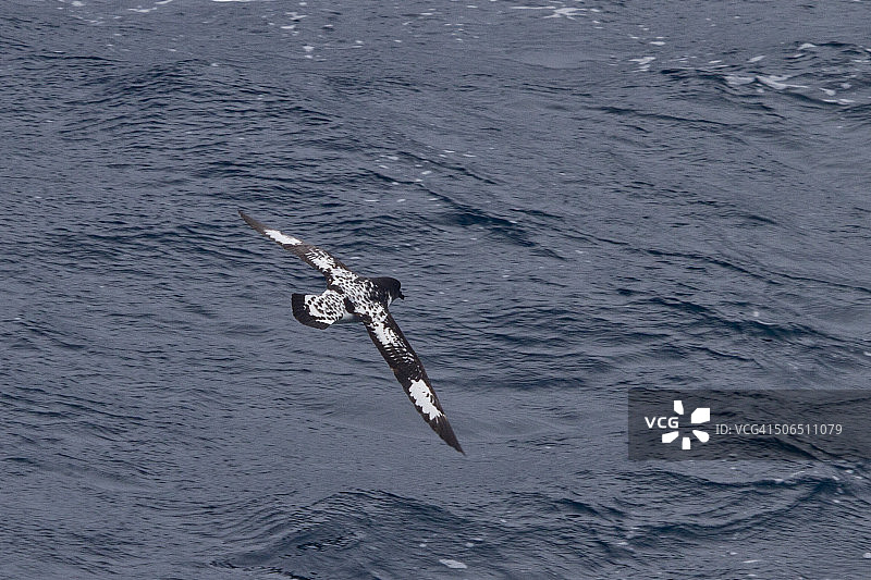 德雷克海峡的海燕图片素材