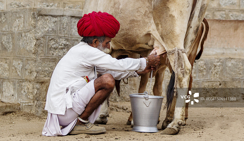 在印度拉贾斯坦邦挤牛奶的男人图片素材