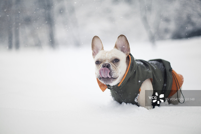 在雪地里舔鼻子的法式斗牛犬图片素材