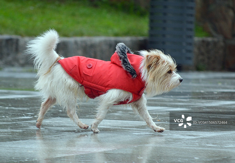 红色宠物狗服装图片素材