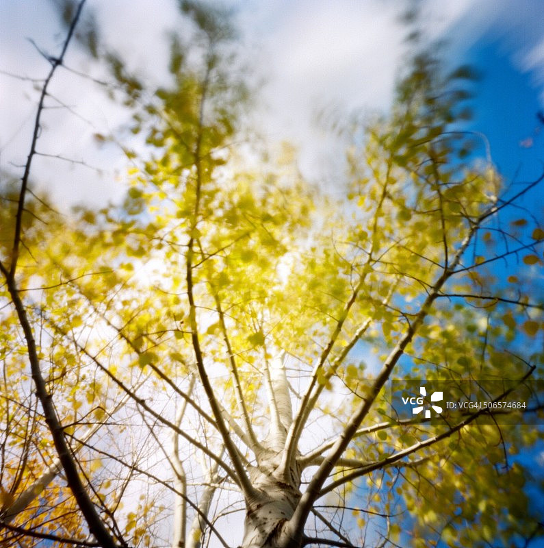 风吹过白杨树叶图片素材
