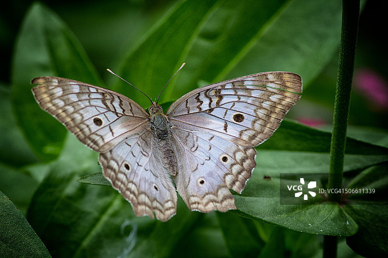 白色孔雀蝴蝶图片素材