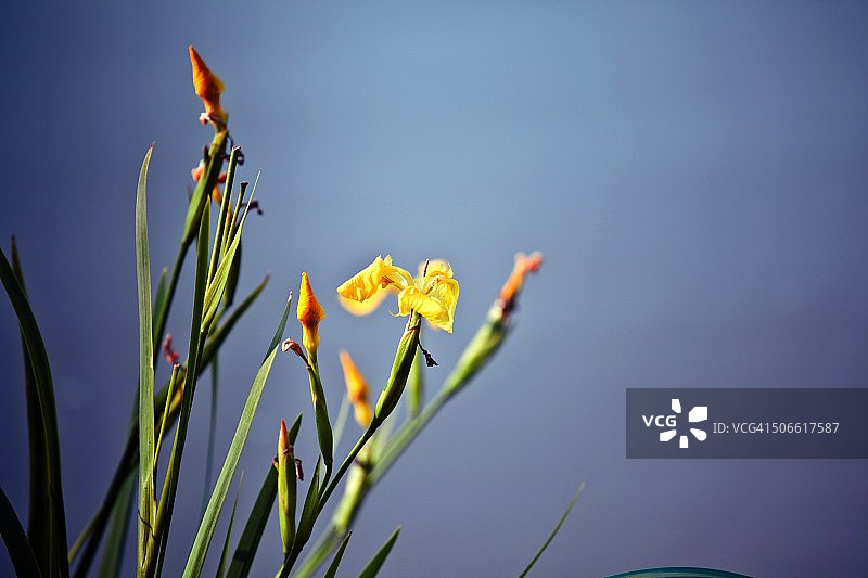 黄色鸢尾花图片素材