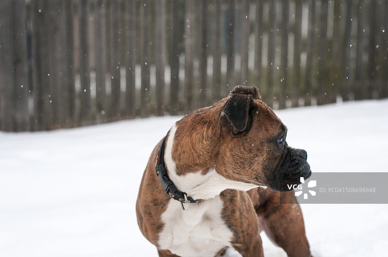 雪中拳击手图片素材