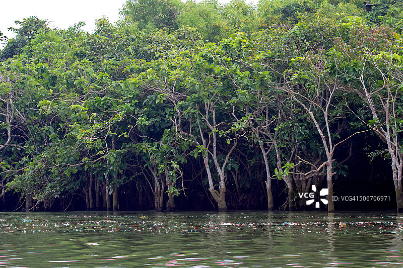 红树林图片素材