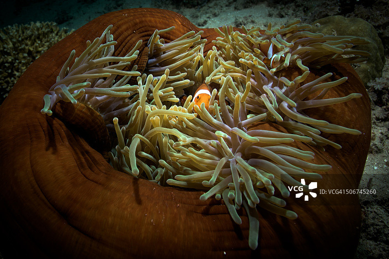 海葵鱼图片素材