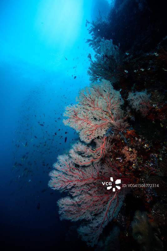 水下美景图片素材